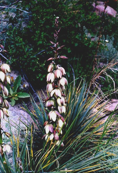 a photo of  yucca plants
