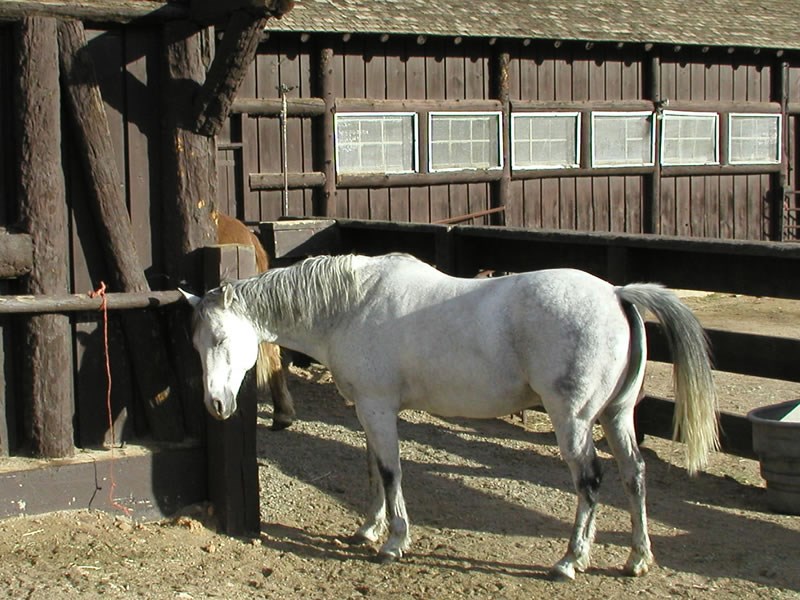 a grey horse