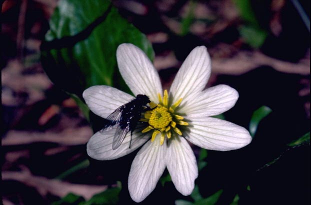 a photo of a marsh marigold