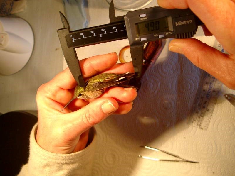 a photo of hummingbird being measured