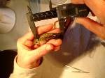 a photo of a hummingbird being measured