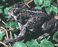 a photo of an adult boreal toad