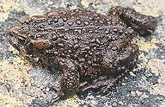 a photo of a boreal toad