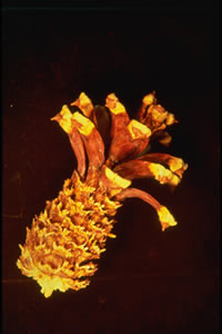 a photo of a gnawed pine cone