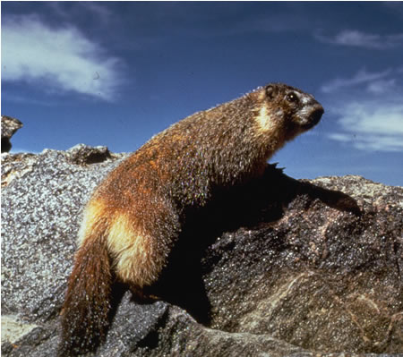 Test - Just One – Plateau Marmots