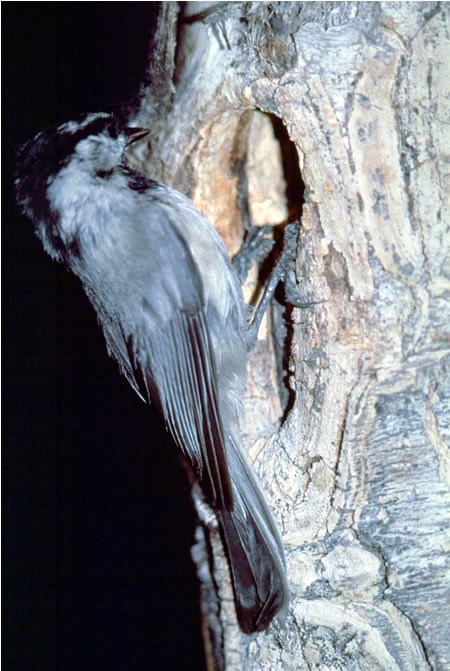 a photo of a chickadee