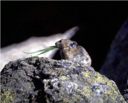 a photo of a pika