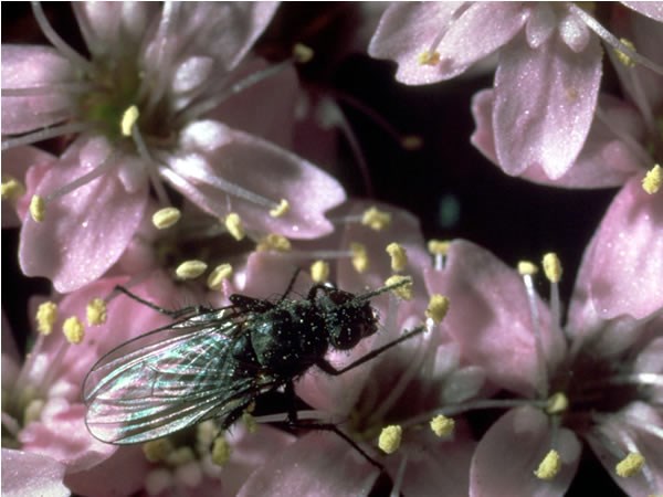 a photo of a insect pollinating a moss campion