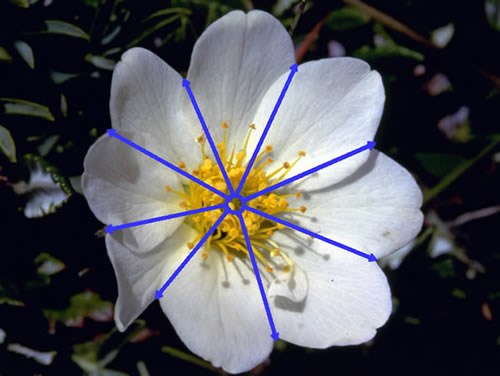 a photo of wildflower showing radial symmetry