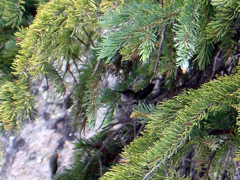 a photo of a hummingbird on her nest