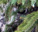 a photo of a hummingbird nest