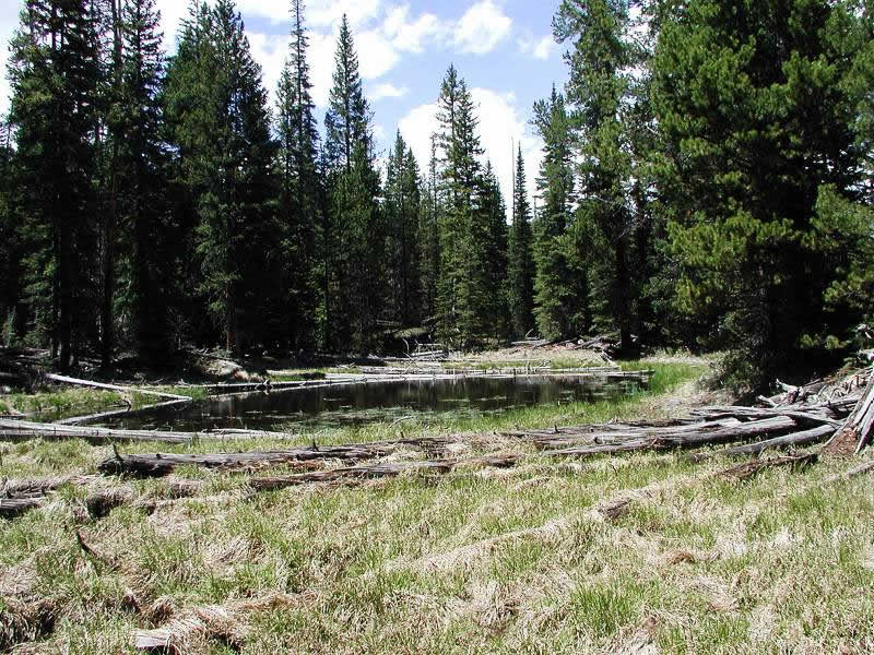 a photo of wood frog habitat