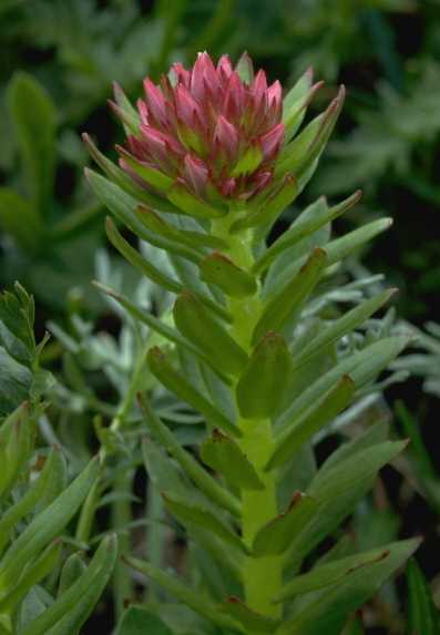 a photo of queen's crown