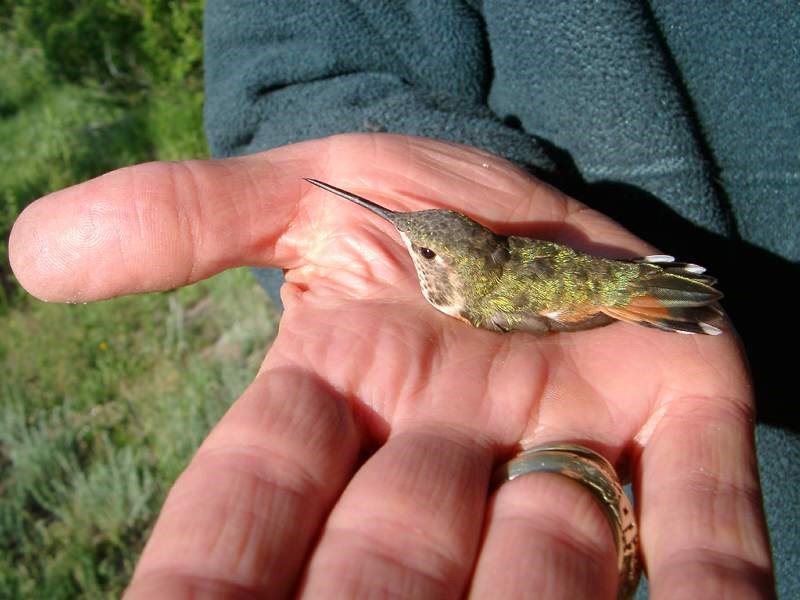 a photo of a hummingbird ready to be released