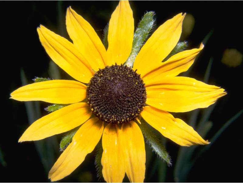 a photo of a black-eyed susan