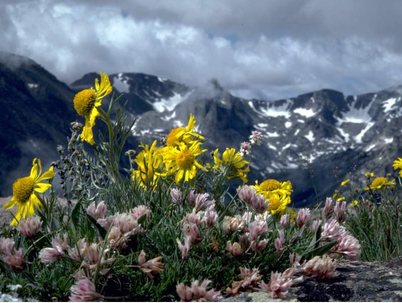 a photo of alpine sunflowers