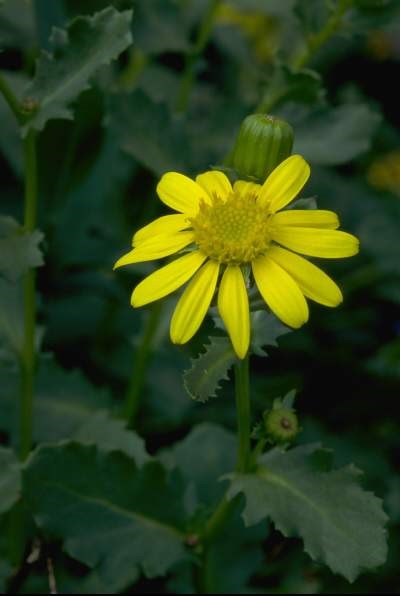 a photo of a senecio