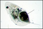 a photo of a water flea