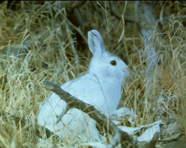 a photo of a snowshoe hare in winter