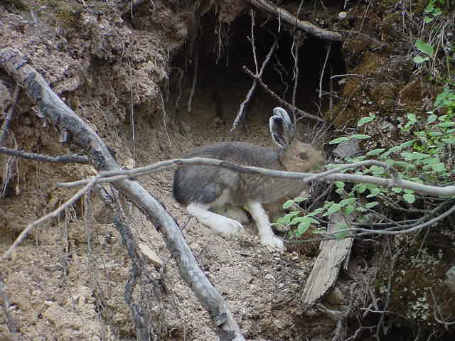 a photo of a snowshoe hare in summer