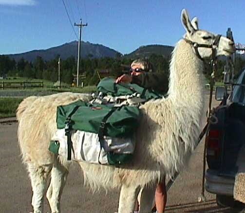 a photo of a working lllama