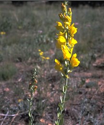 a photo of Dalmatian toadflax