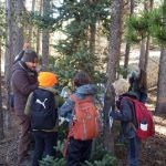 Students and a leader gather around a conifer tree and look closely at its pine needles.