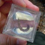 A closeup of a hand holding a clear box with a magnified view of a brown worm.