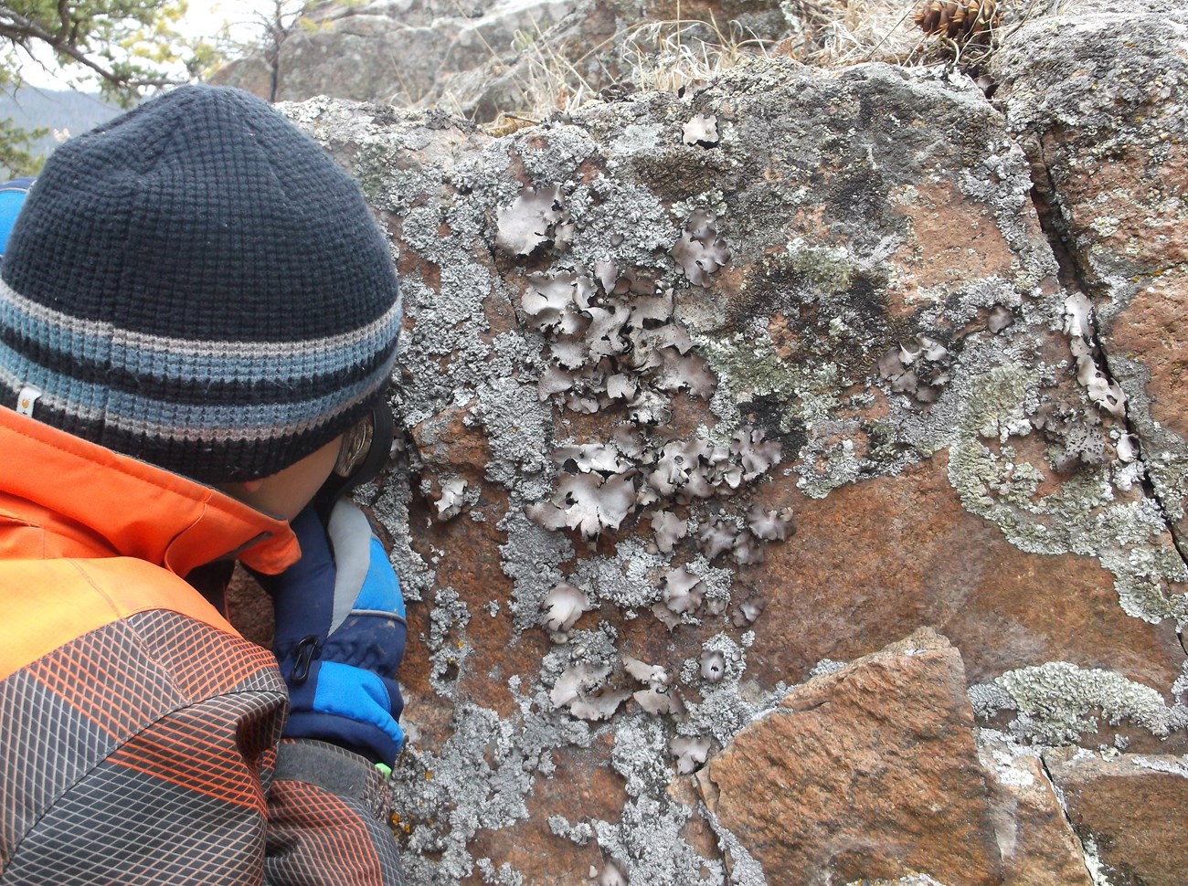 Student investigates lichen on a rock
