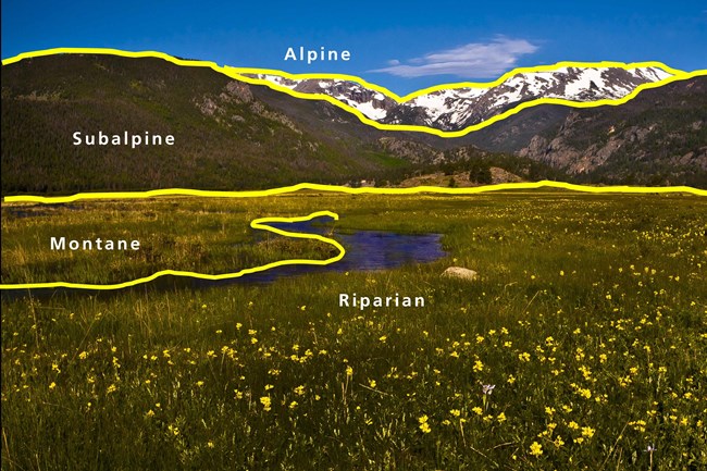Ecosystem Explorers