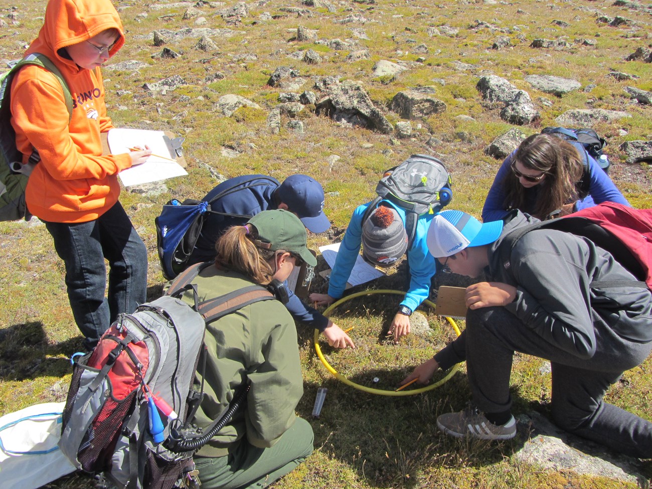 Students examine alpine plants up close