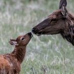 A mother and calf elk look at each other with noses almost touching while standing in a green and tan meadow.