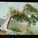 limber pine lantern slide