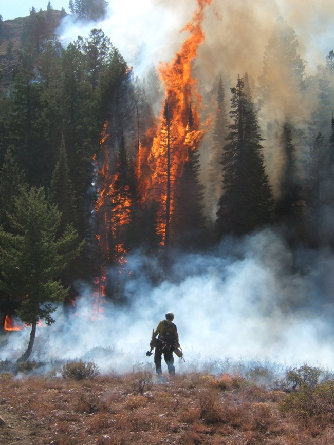 Alpine Hotshot Crew Member working on fire
