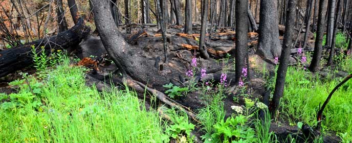 green vegetation grows in a burned forest green vegetation grows in a burned forest