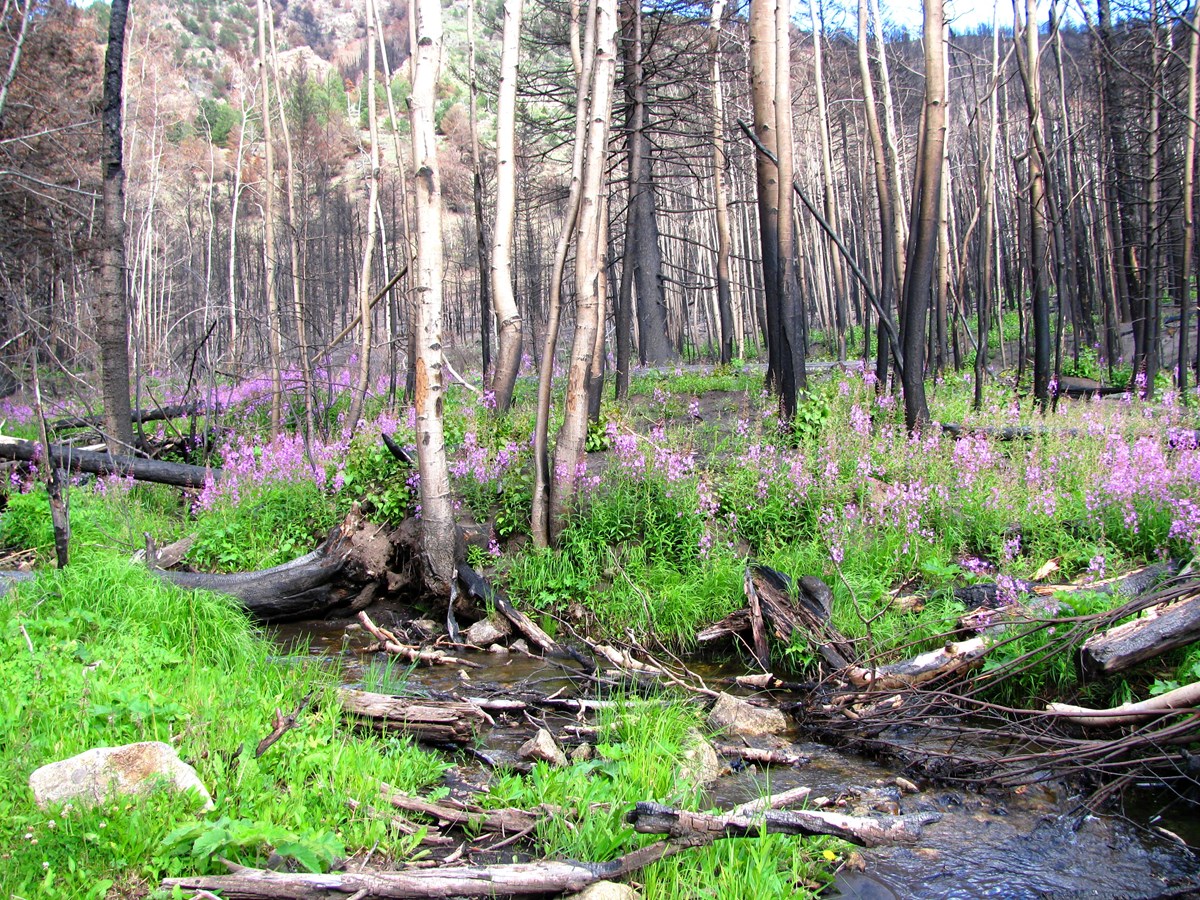 green grasses and pink flowers growing back after a fire