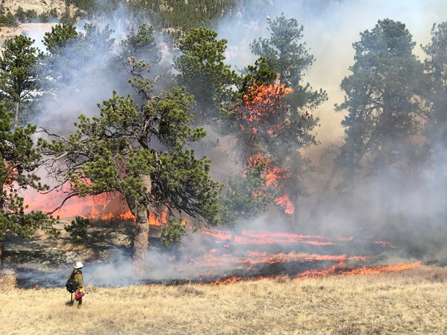 firefighter conducting a prescribed burn of ponderosa pines
