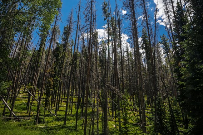 lodgepole forest with many dead and downed, beetle-killed trees lodgepole forest with many dead and downed, beetle-killed trees