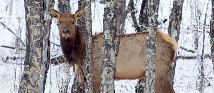 An elk in an aspen tree stand in the winter An elk in an aspen tree stand in the winter