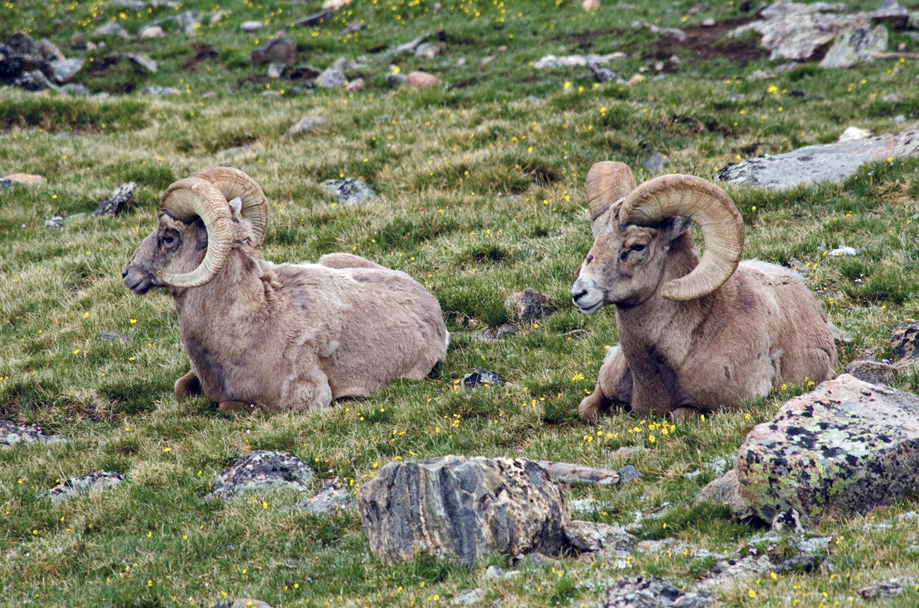 Bighorn Rams on tundra in summer