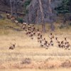 a bull elk chases a group of female elk.