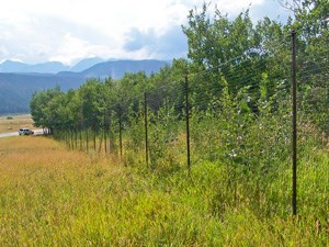 Aspen trees grow well inside the elk exclosure fences of Moraine Park.