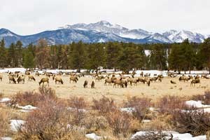 Group of elk in Moraine Park