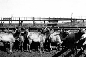 Elk from Yellowstone National Park were reintroduced to Rocky in 1913 and 1914.