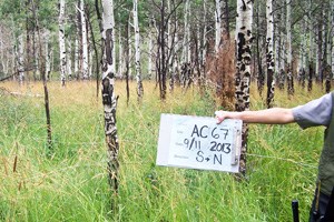 Park staff monitor an aspen stand