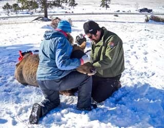 NPS researchers perform measurements on a living female elk.