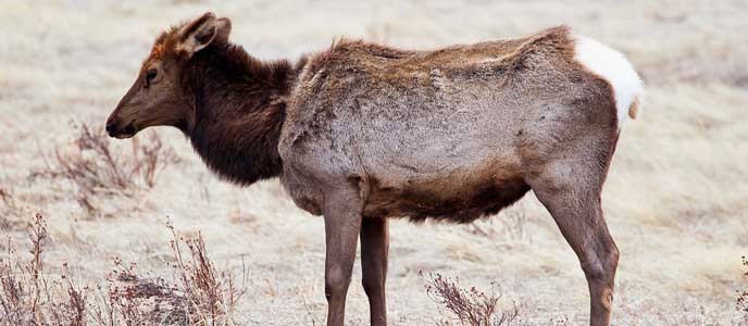 sickly elk that has chronic wasting disease