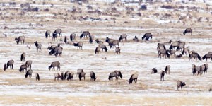 elk herd grazes in winter