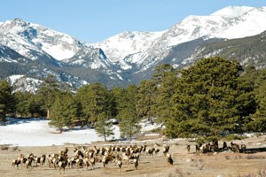 Elk herd in winter