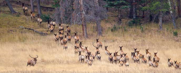 Bull elk chases a herd of females